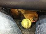 Ball in lap = fetch please.