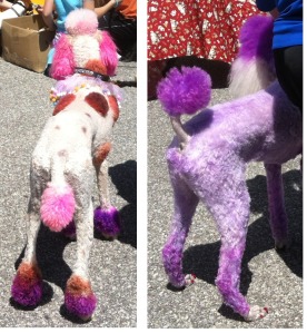 Painted Poodles